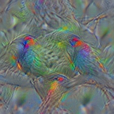 n01820546 lorikeet